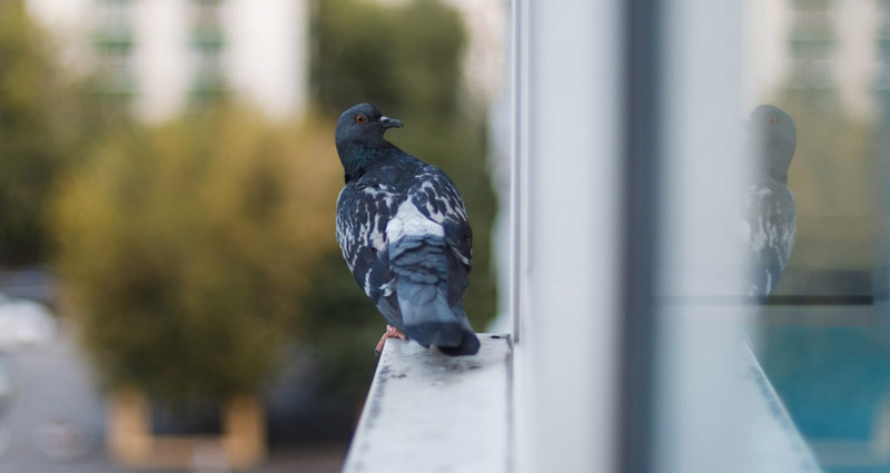 Protecting Our Feathered Friends: Feather Friendly® Bird Strike Window Decals